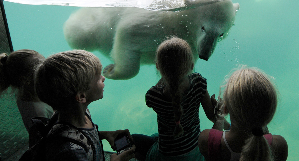 ijsberen-kijken-op-schoolreis