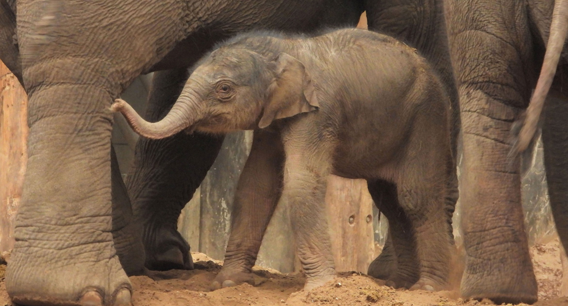 babyolifant-op-schoolreis-dierenpark-amersfoort