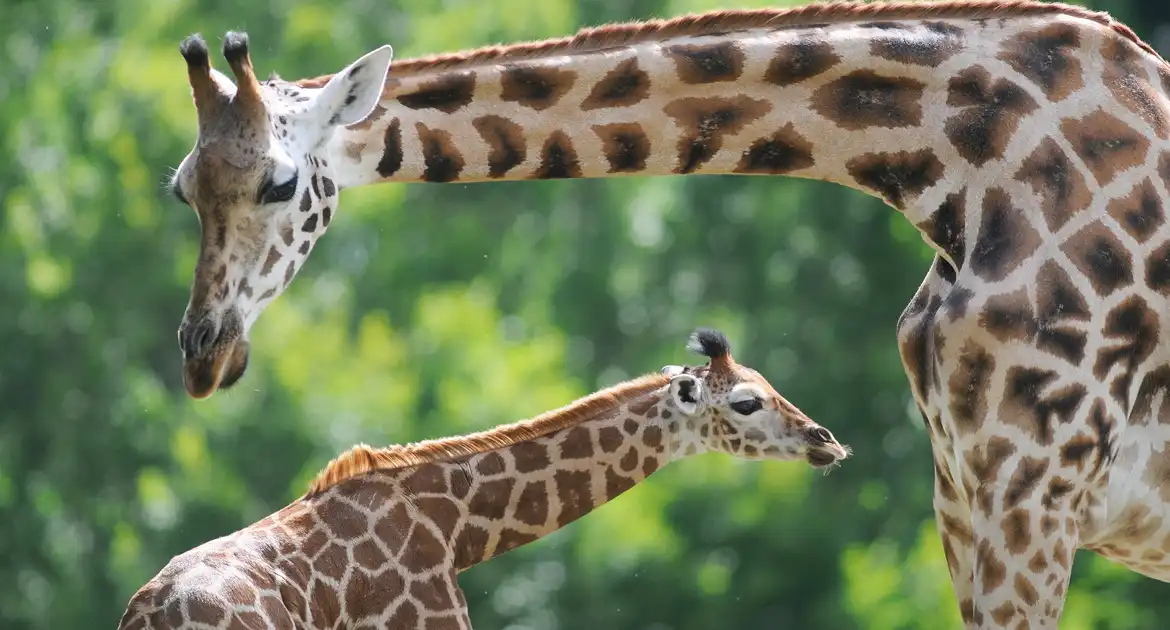 schoolreisje-wildlands-giraffen