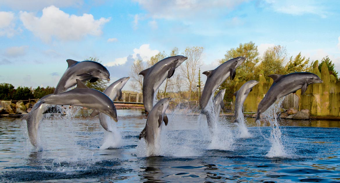schoolreisje-met-dolfijnen