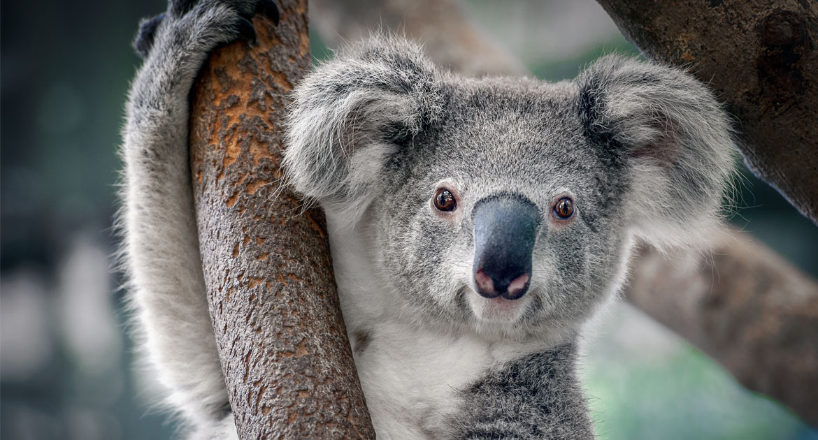 schoolreisje-ouwehands-dierenpark-koala