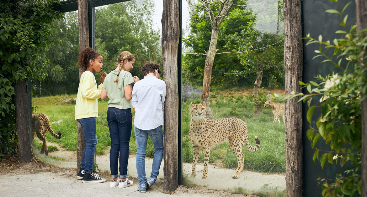 schoolreisje-dierenrijk-luipaard