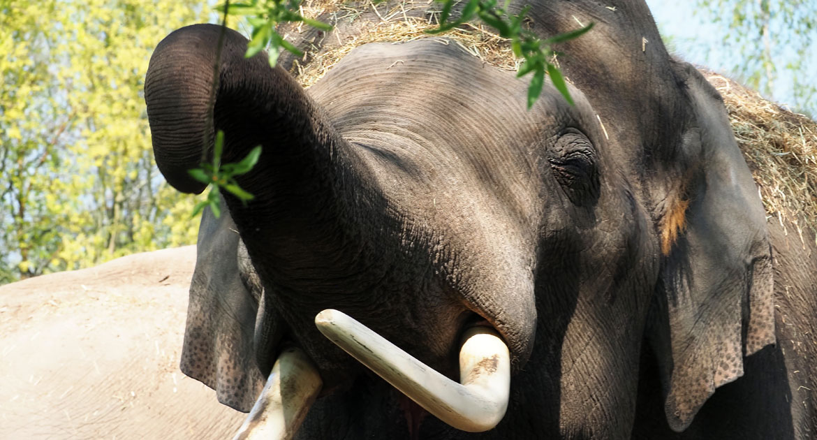 schoolreisje-dierenrijk-olifant