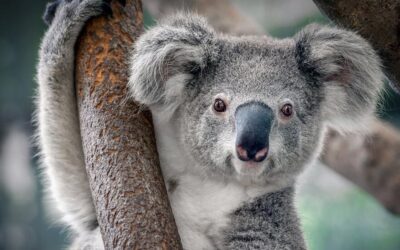 Koala’s in Ouwehands Dierenpark